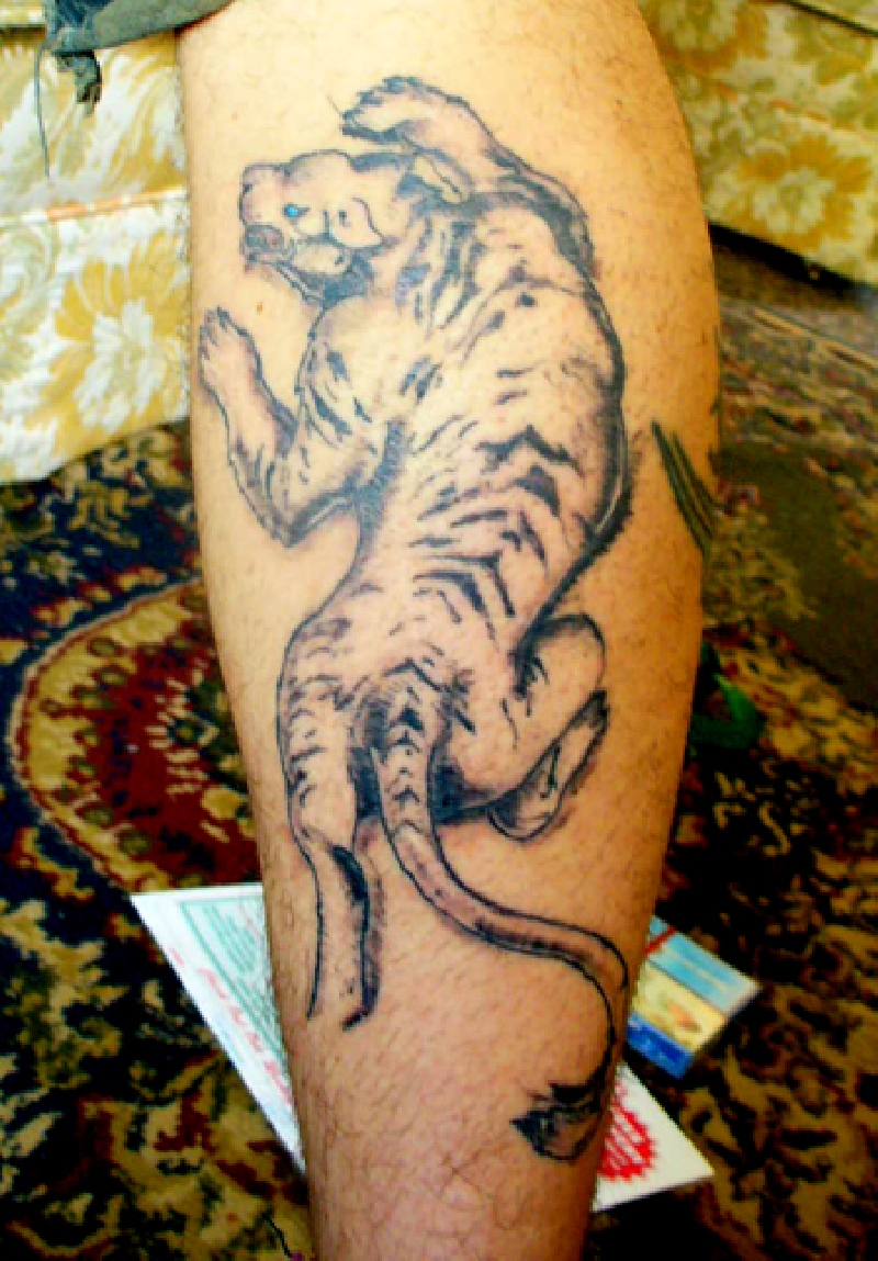 tiger