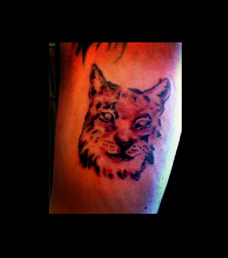 lynx
